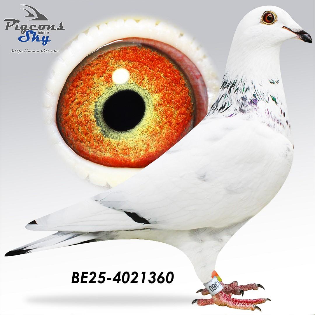 BE25-4021360