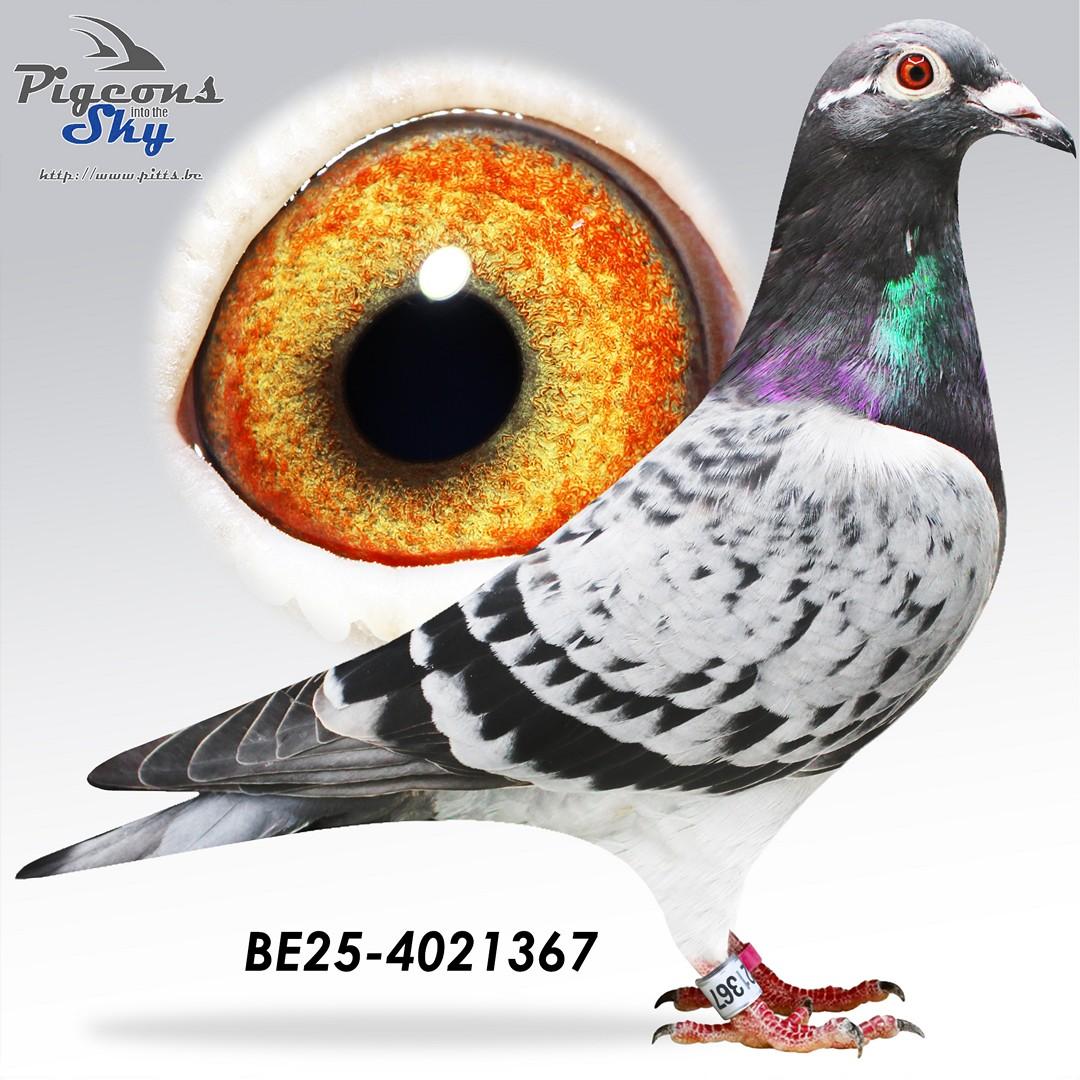 BE25-4021367