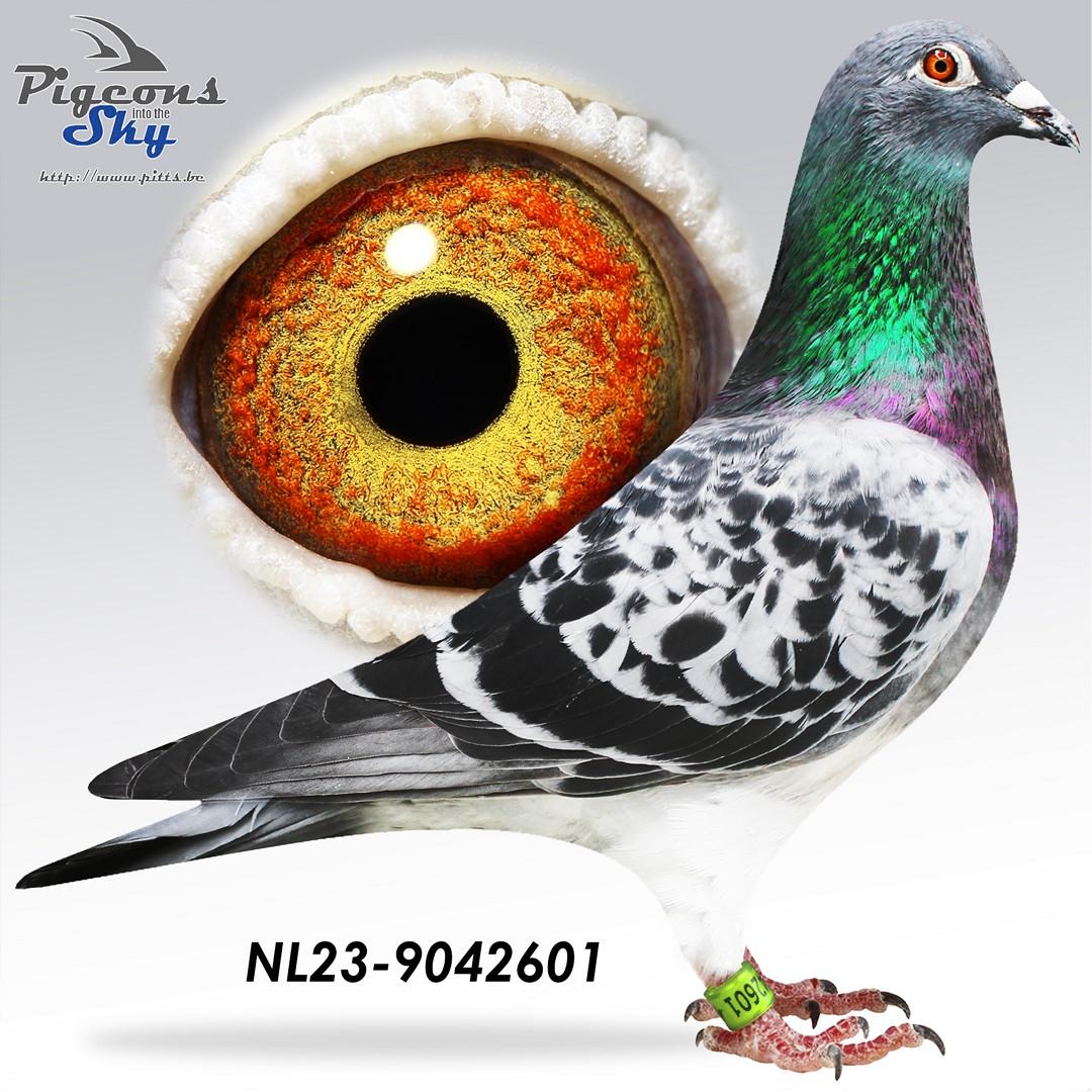 NL23-9042601 foto