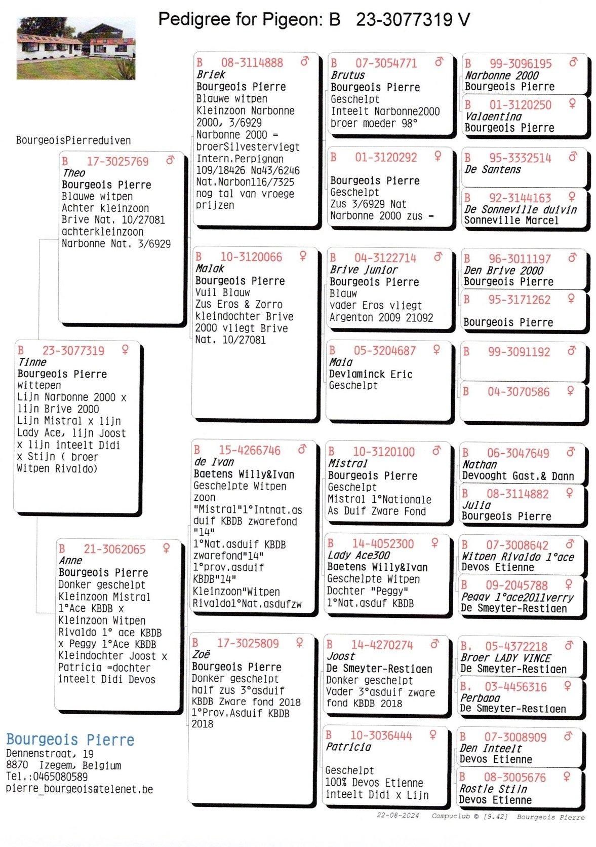 Pedigree Tinne Lijn  Inteelt Didi, Stijn (Devos Etienne), Peggy 1. Nat As (De Smeyter-Restiaen) …