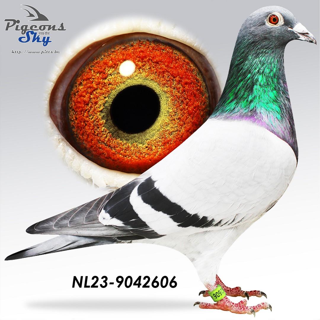 NL23-9042606 foto