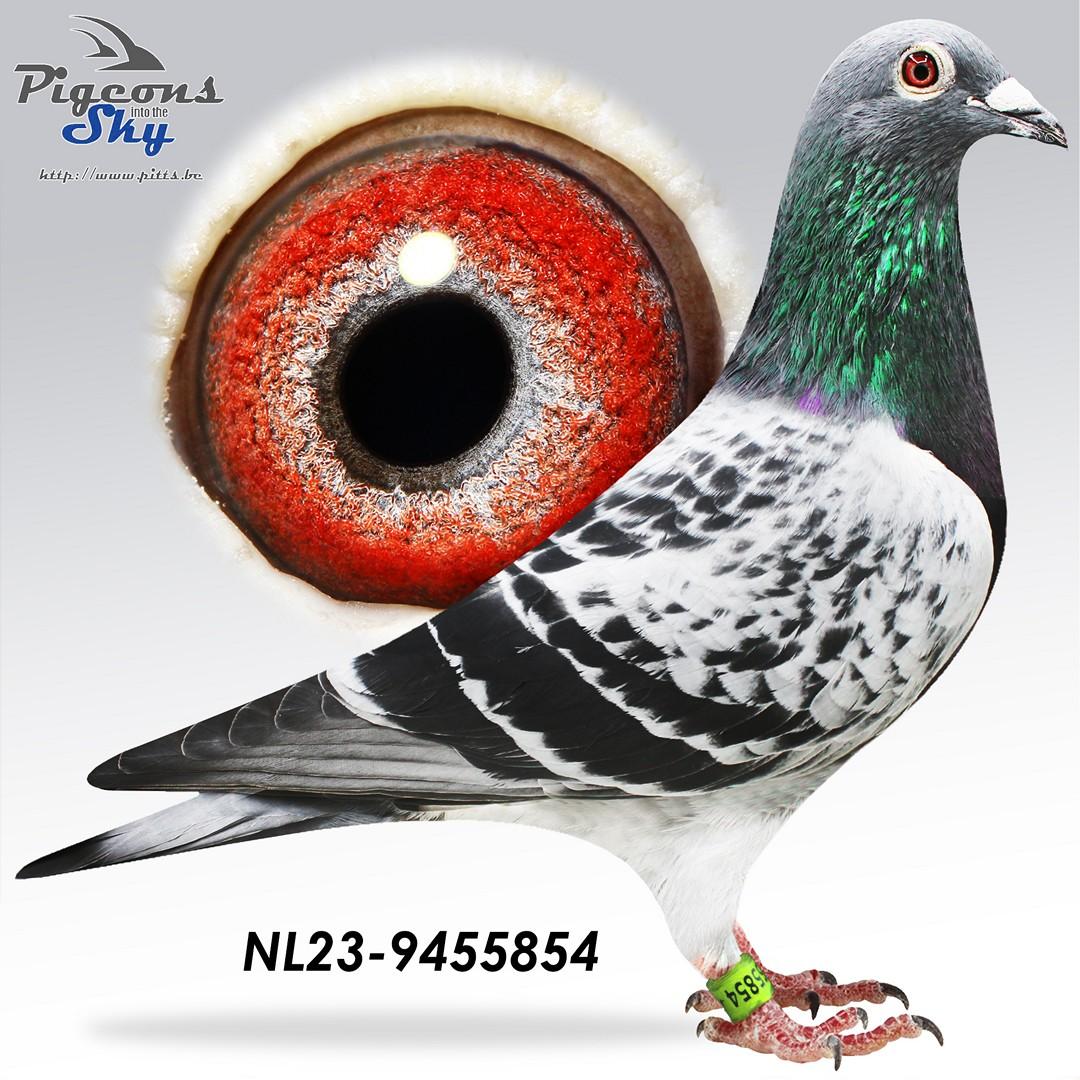 NL23-9455854 foto