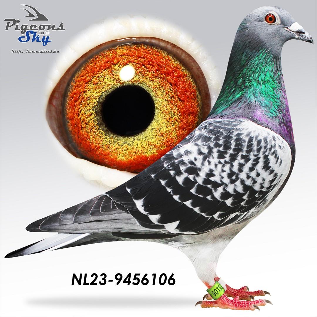 NL23-9456106 foto