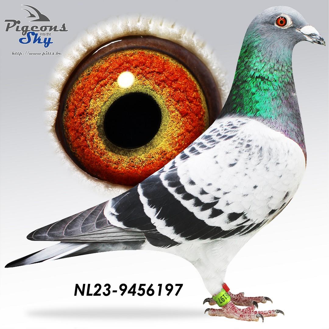 NL23-9456197 foto