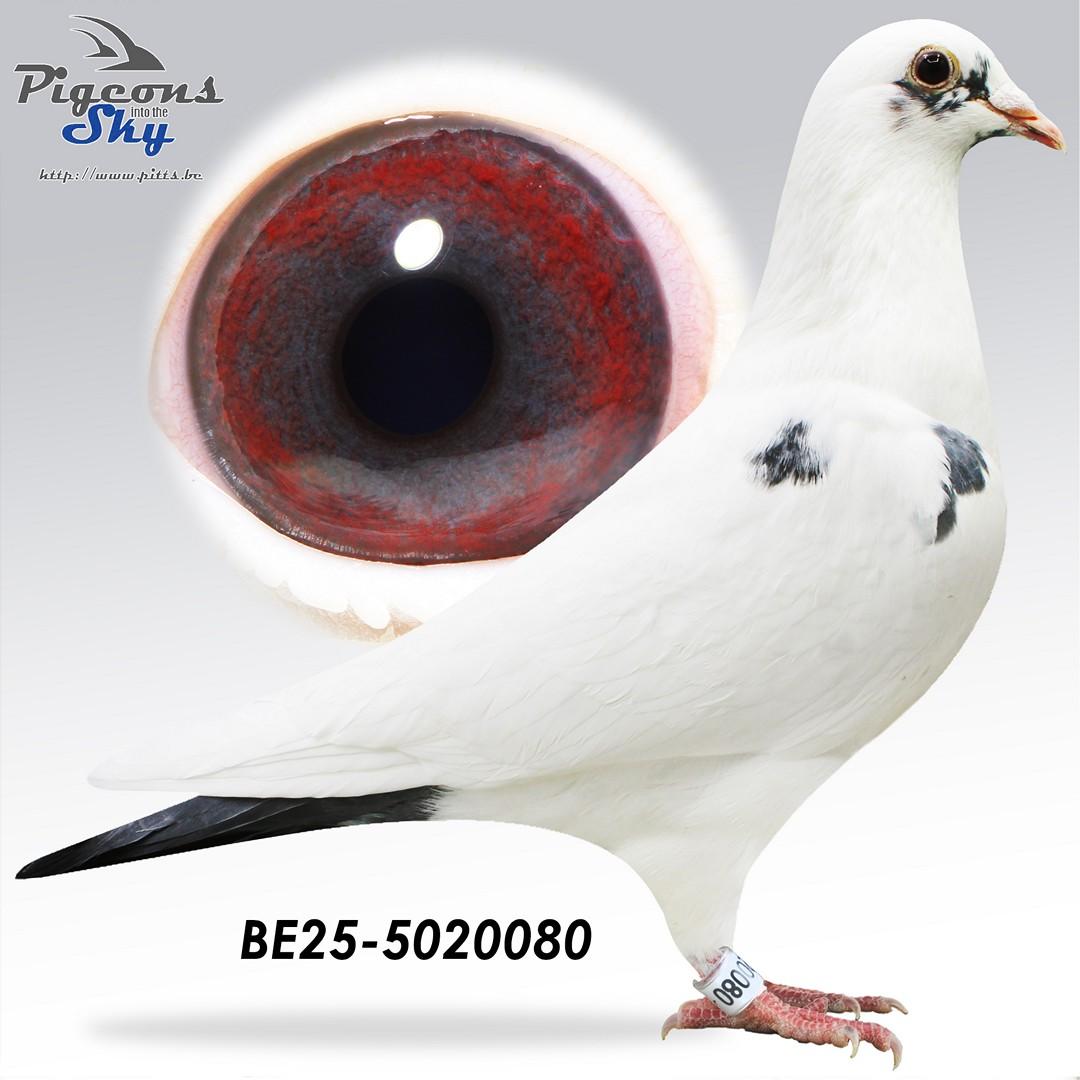 BE25-5020080