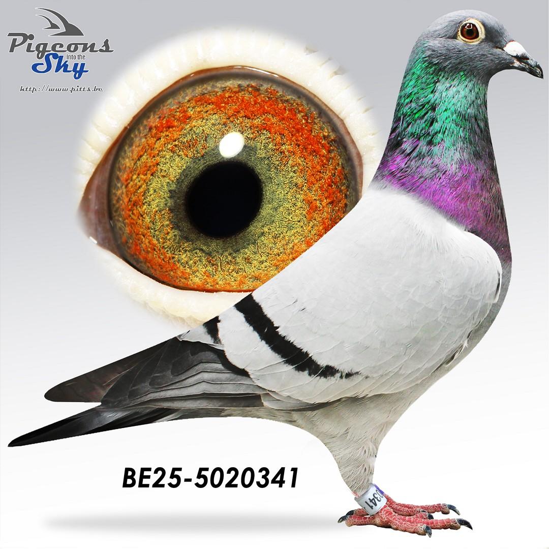 BE25-5020341