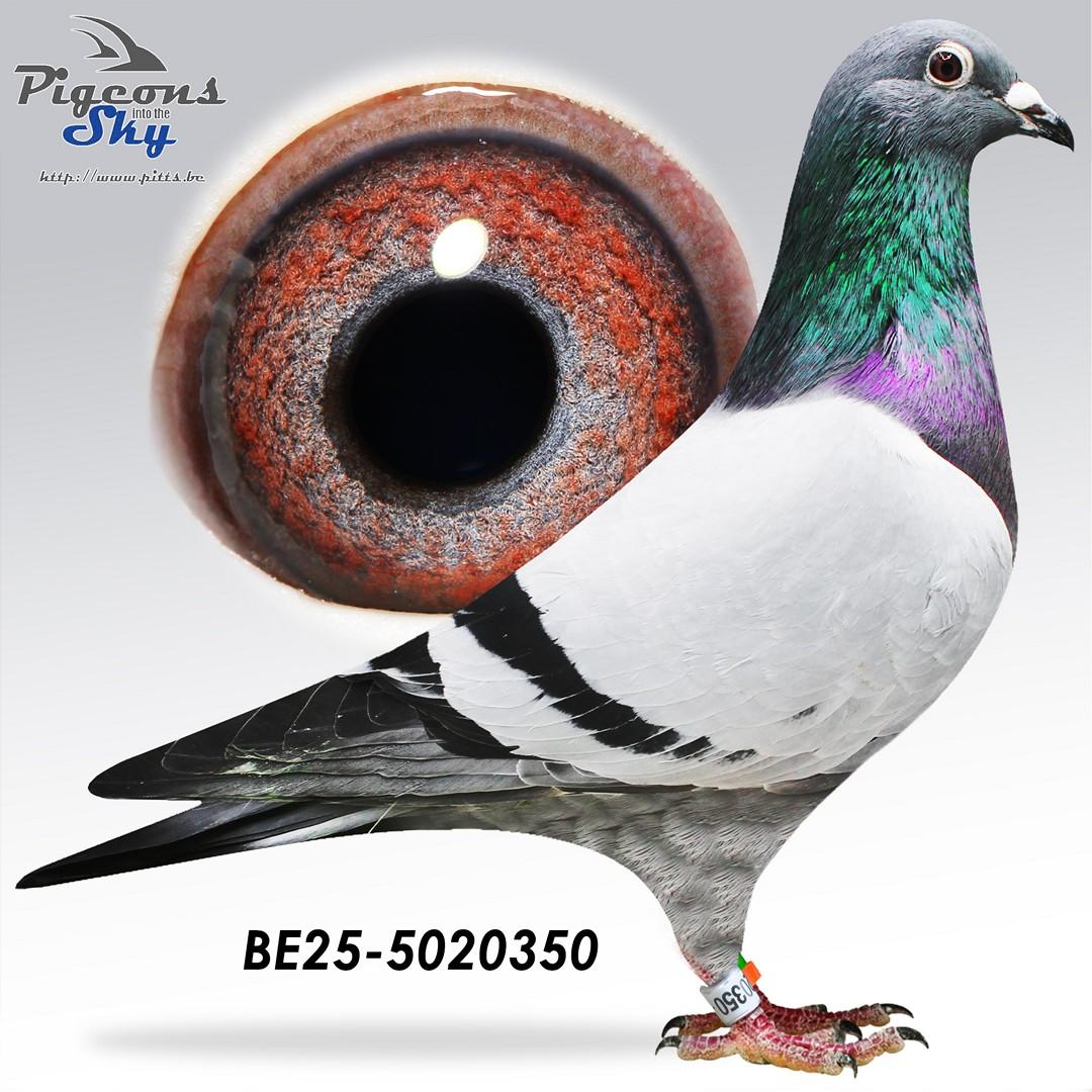 BE25-5020350