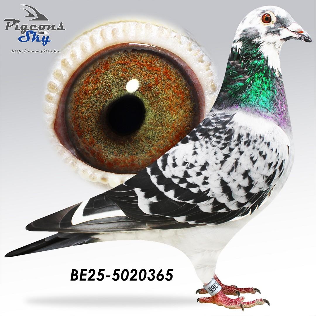 BE25-5020365