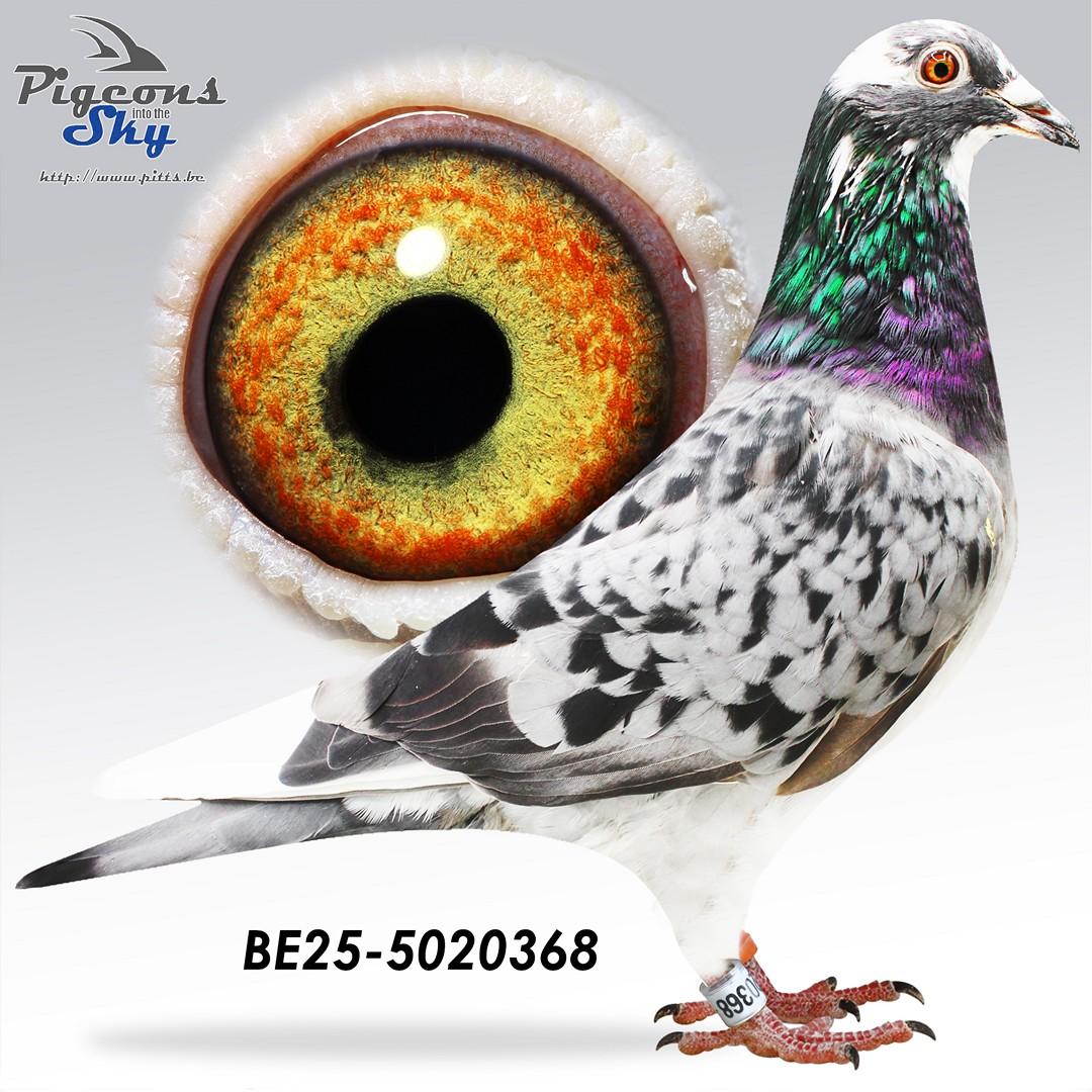 BE25-5020368