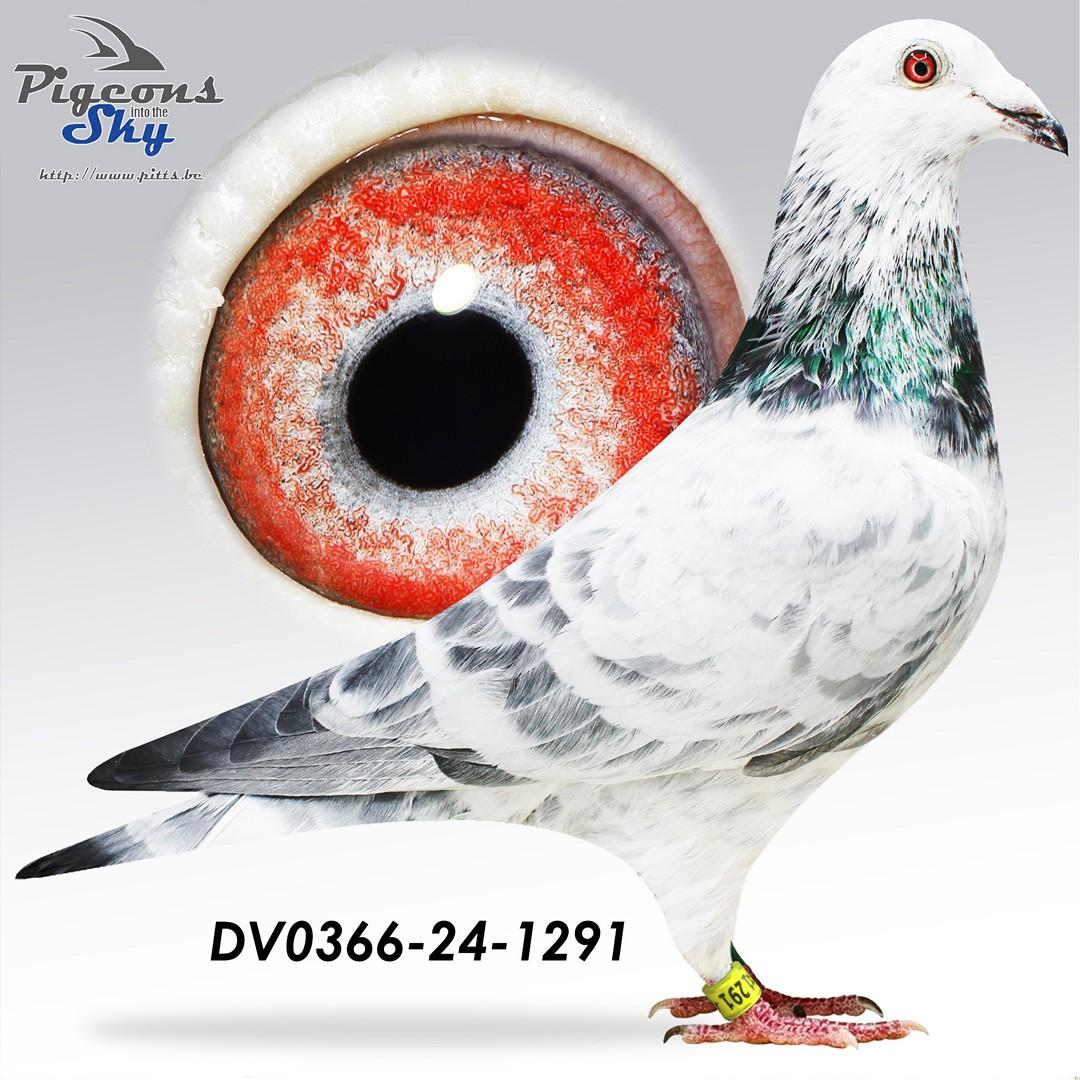 DV0366-24-1291