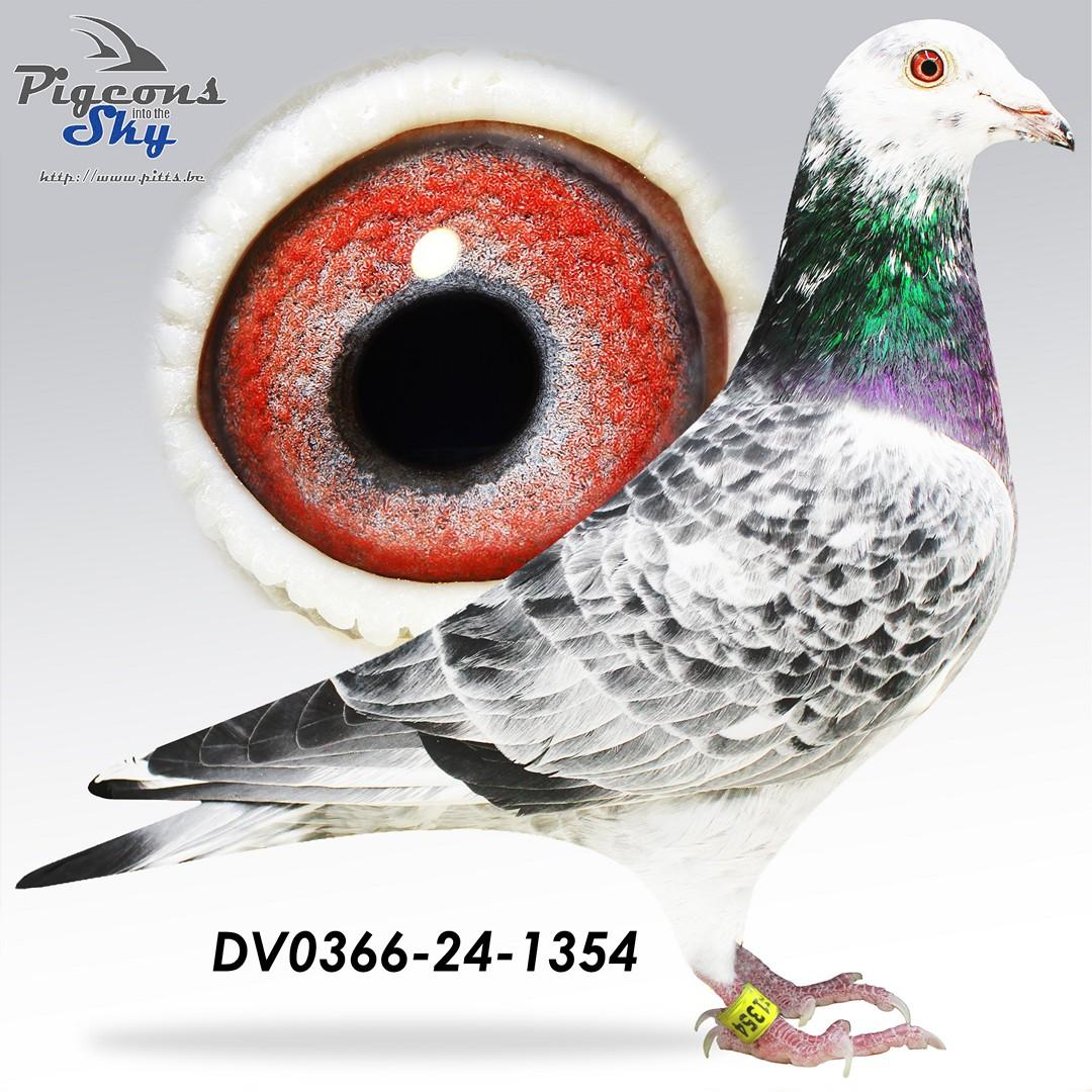 DV0366-24-1354
