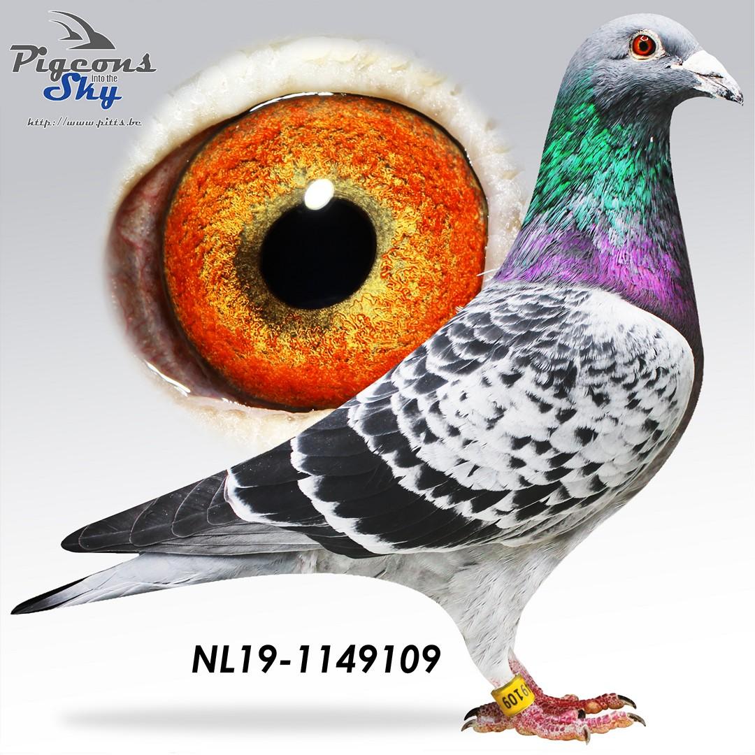 NL19-1149109