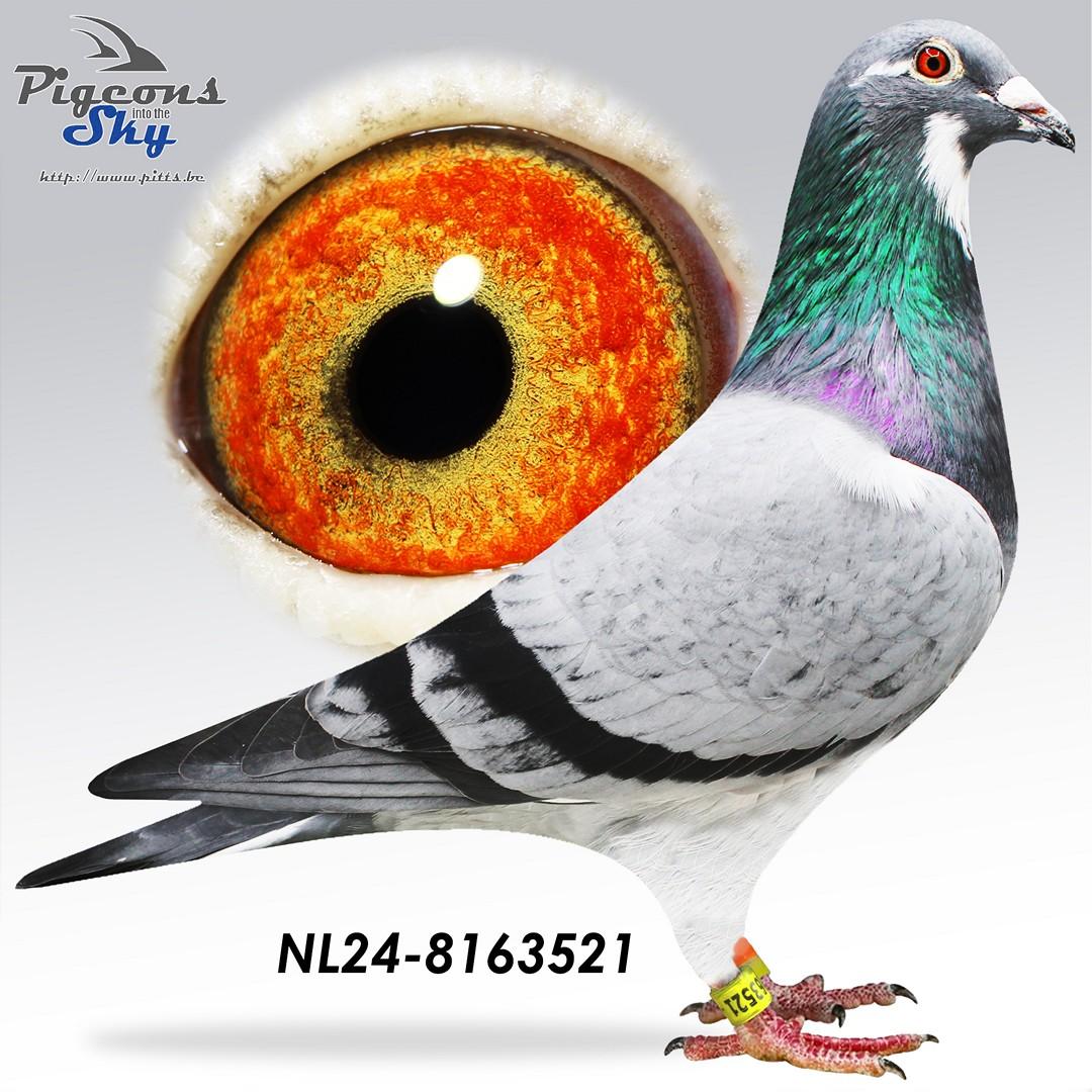 NL24-8163521