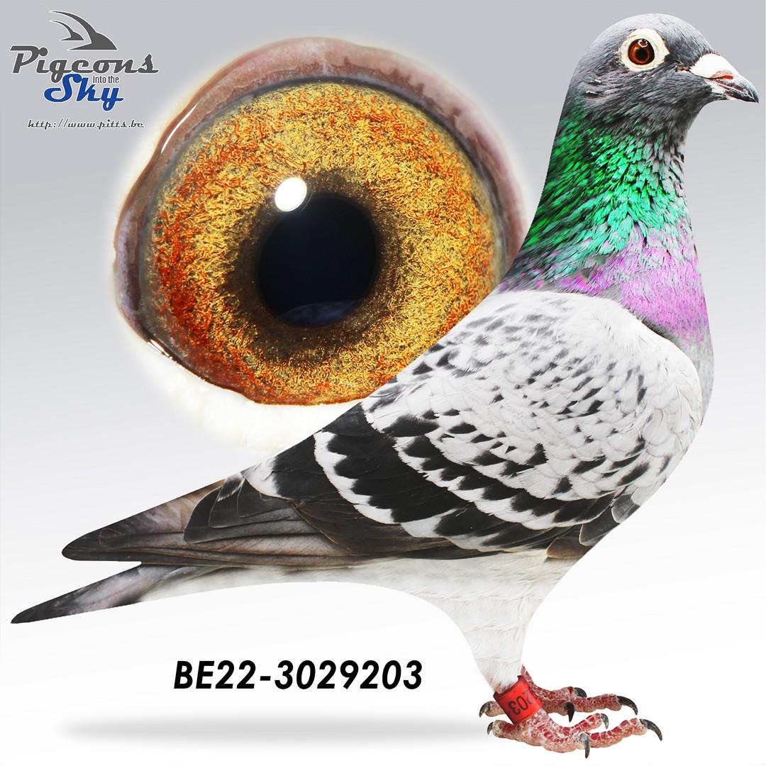 BE22-3029203