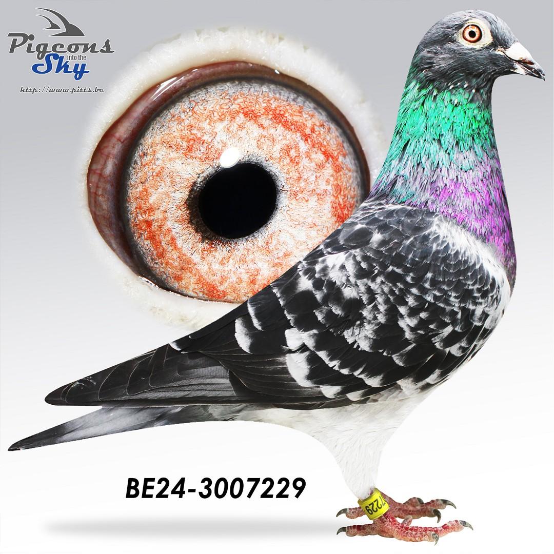 BE24-3007229