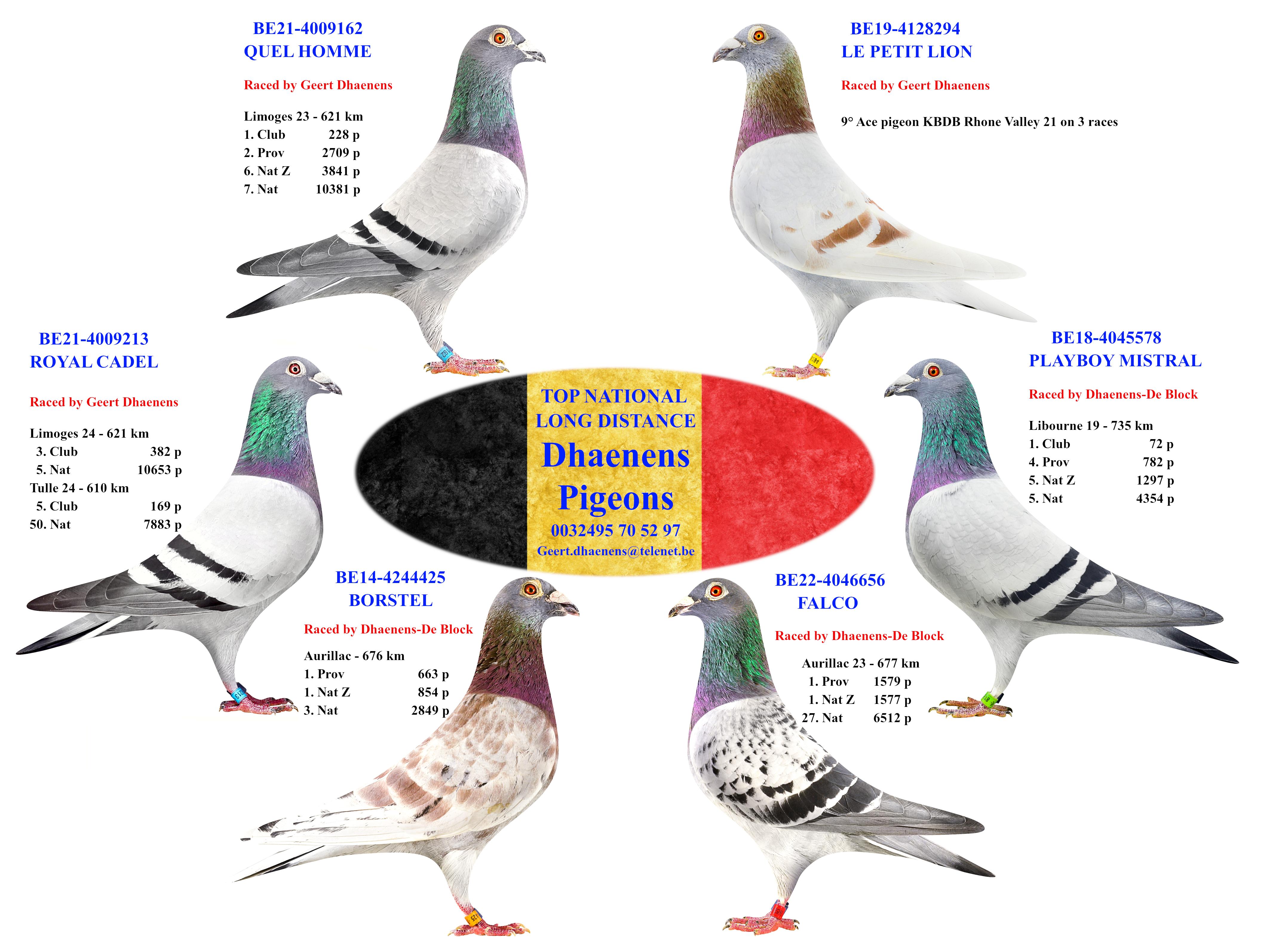 DHAENENS PIGEONS > HEURNE - Familie