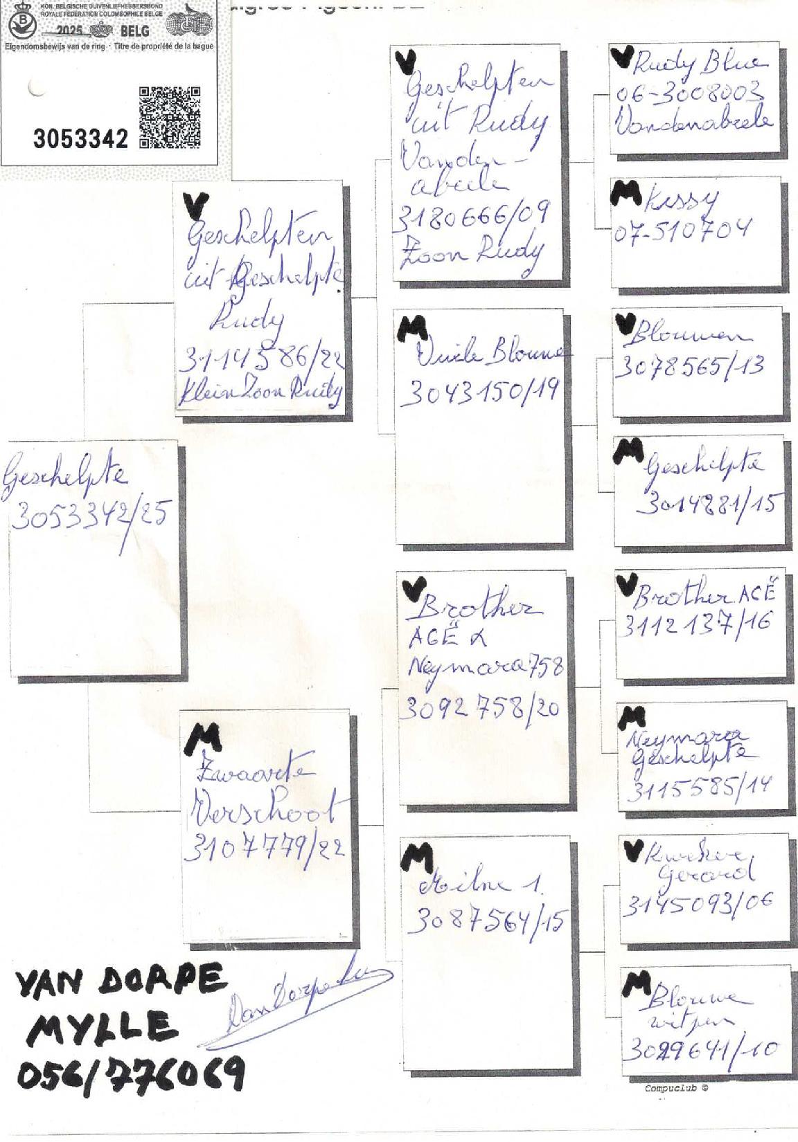 Pedigree VANDORPE - MYLLE &gt; INGOOIGEM