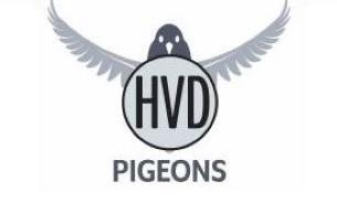HVD Pigeons-logo