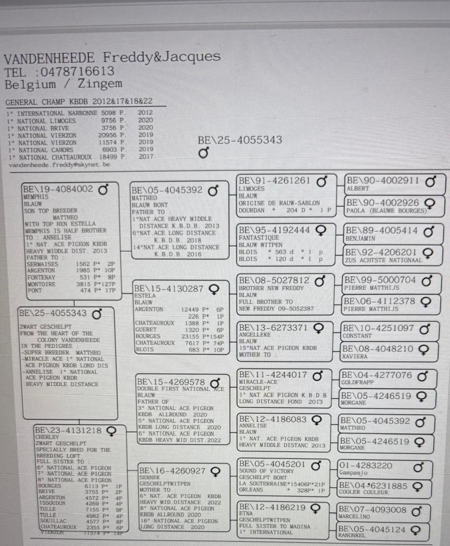 Pedigree VANDENHEEDE FREDDY &amp; JACQUES &gt; ZINGEM
