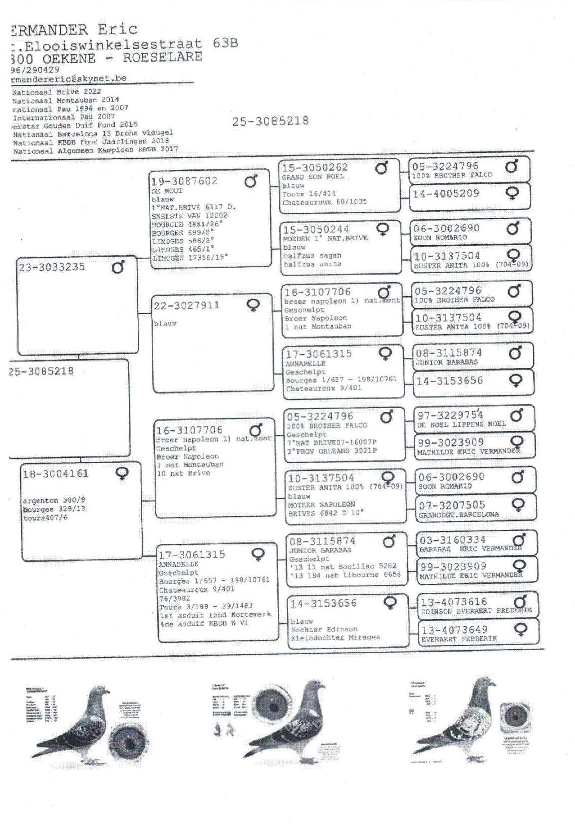 Pedigree VERMANDER ERIC > OEKENE