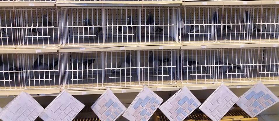 Pitts Kijkdag kooitjes