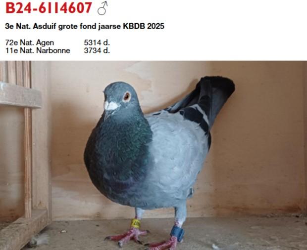 80-VAN OLMEN BART 3E NAT AP GF JAARSE 2025