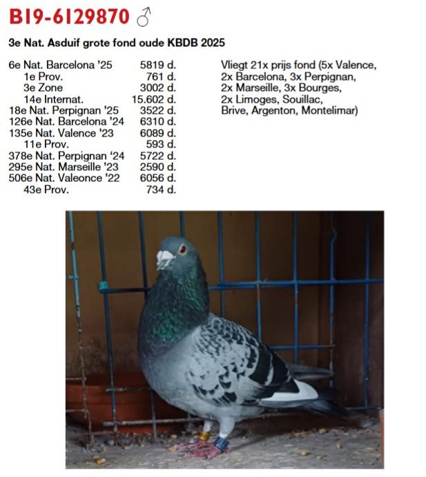 80-VAN OLMEN BART 3E NAT AP GF OUDE 2025