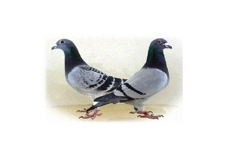 Algemene-foto___responsive_459_319