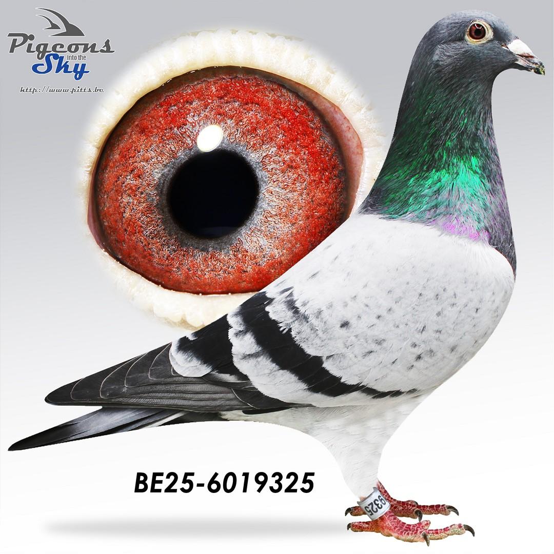 BE25-6019325