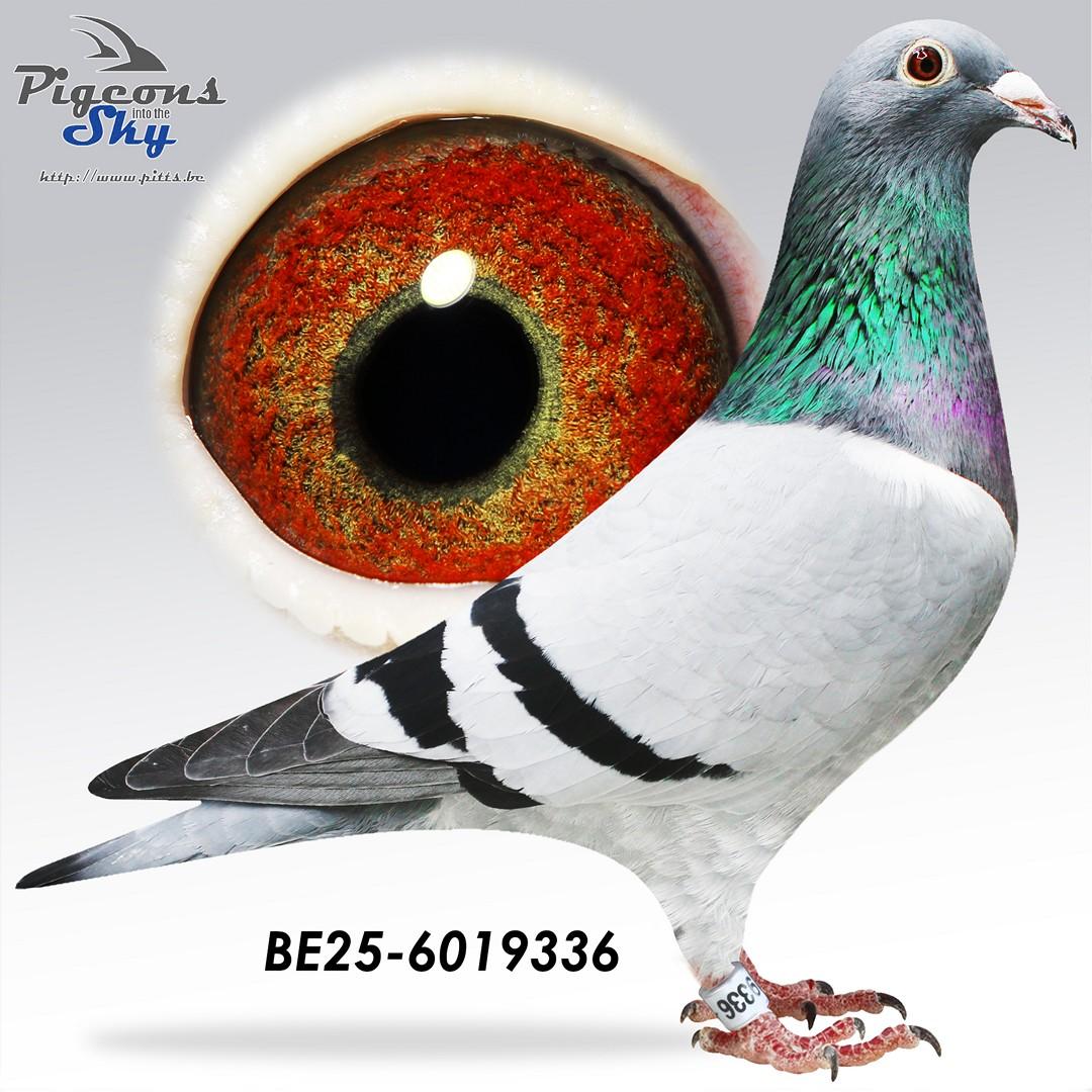 BE25-6019336
