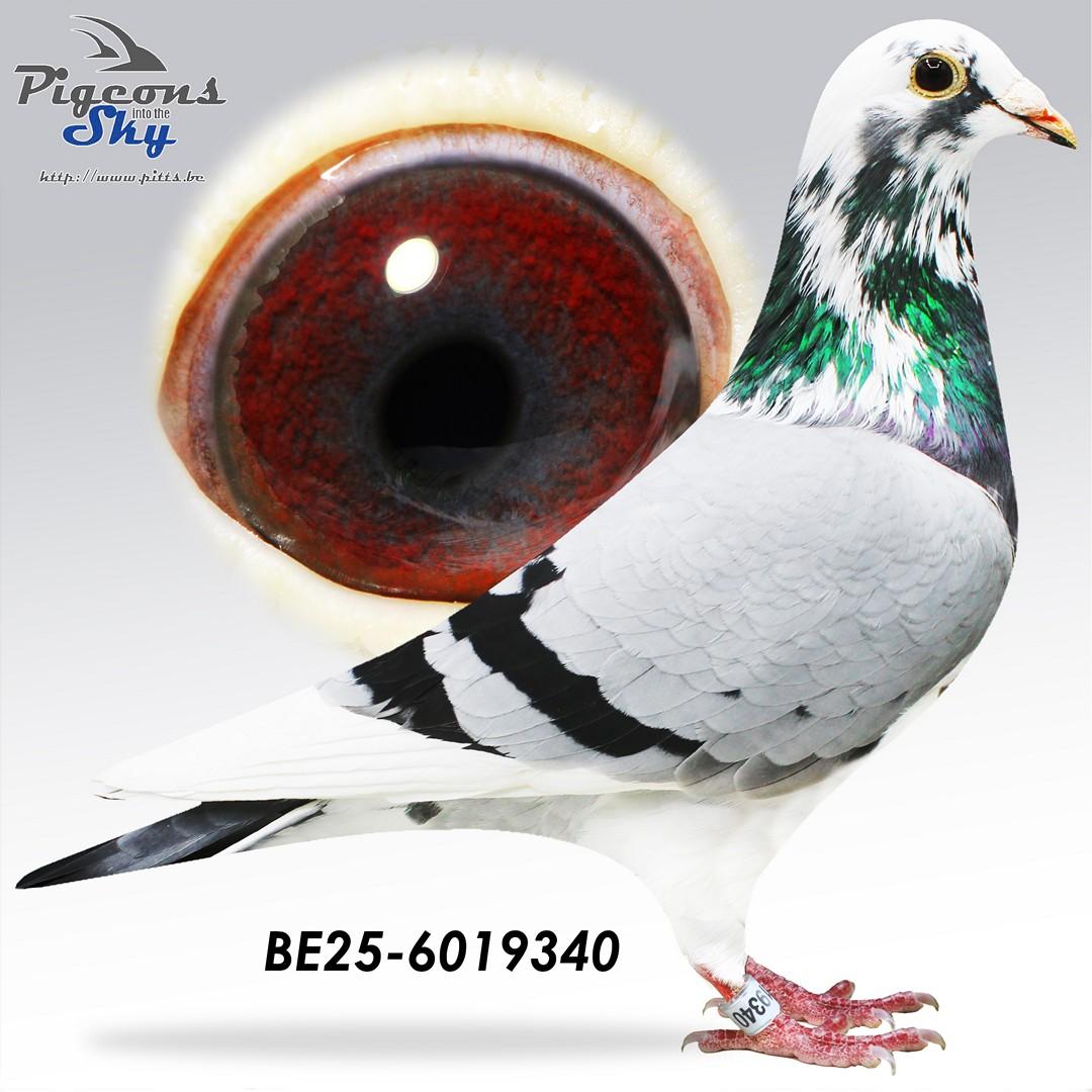 BE25-6019340