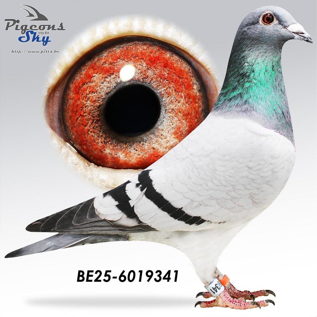 BE25-6019341