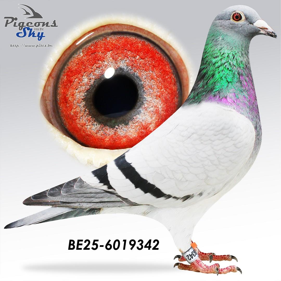 BE25-6019342