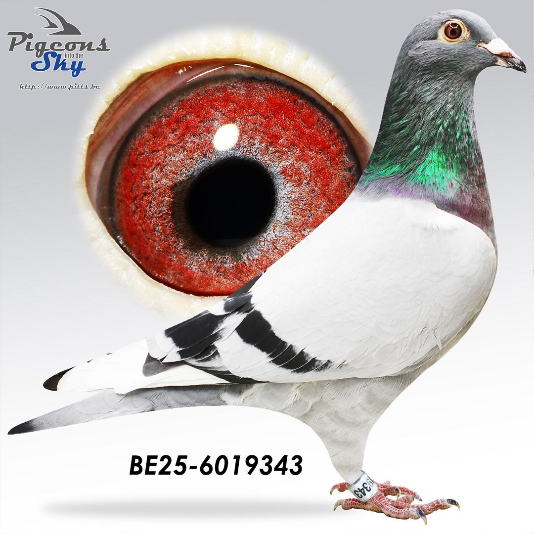 BE25-6019343