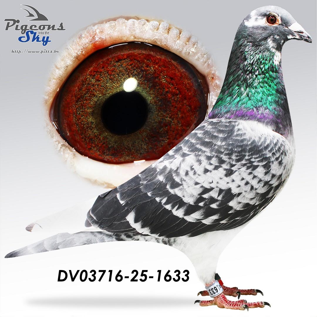 DV03716-25-1633