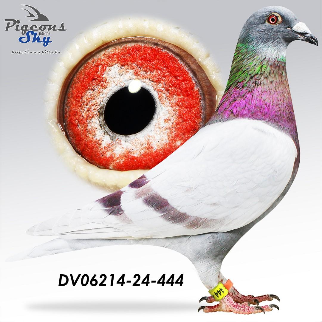 DV06214-24-444