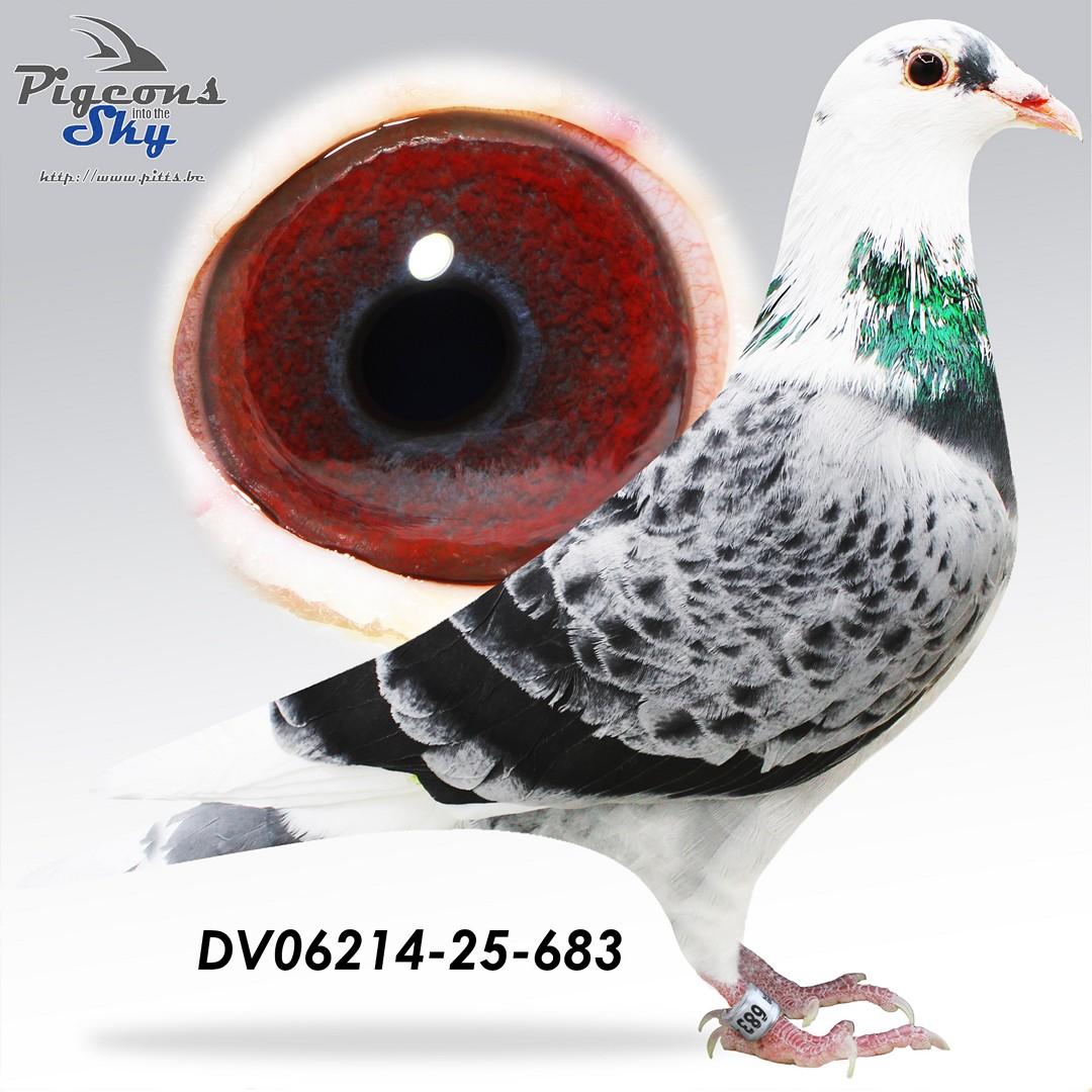 DV06214-25-683