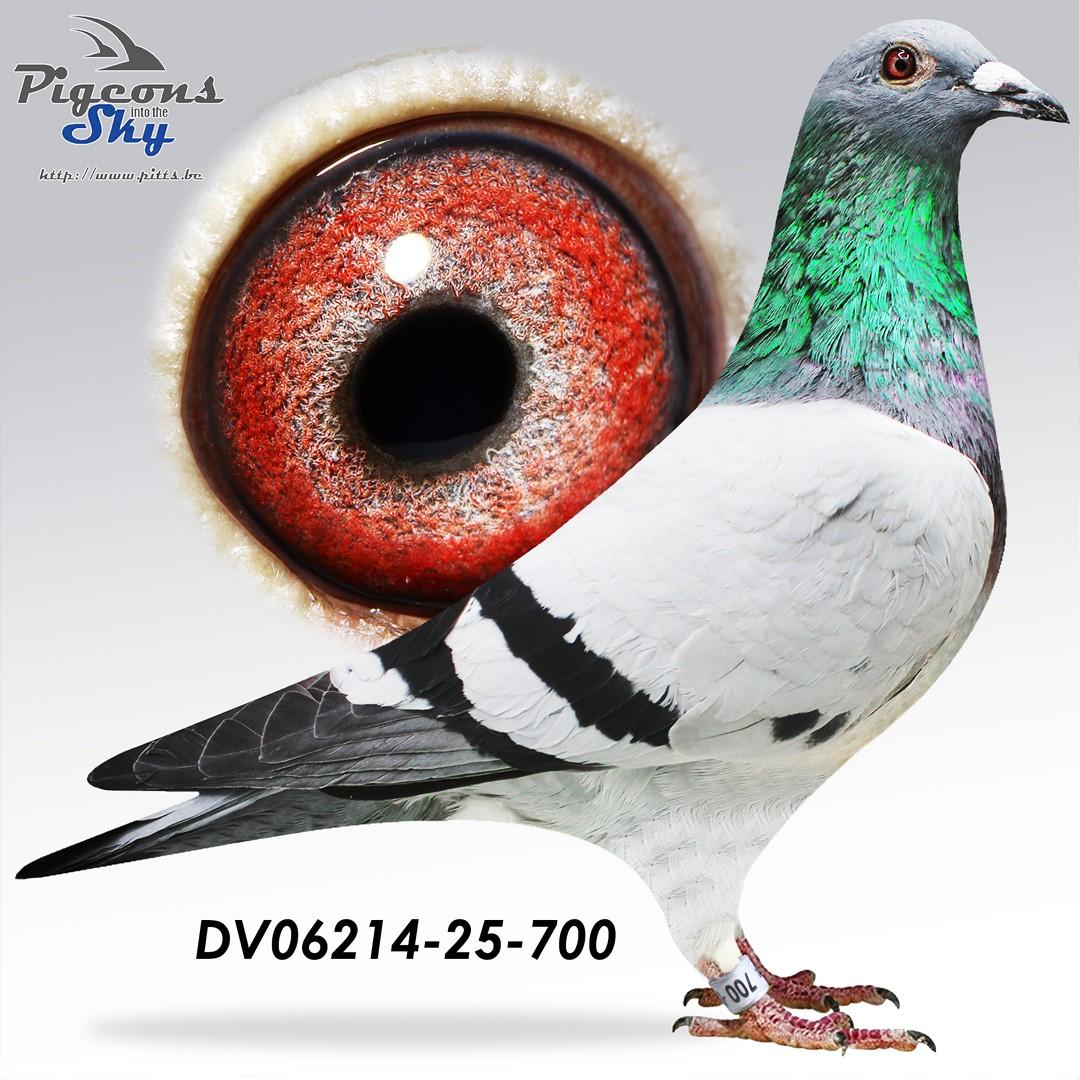DV06214-25-700