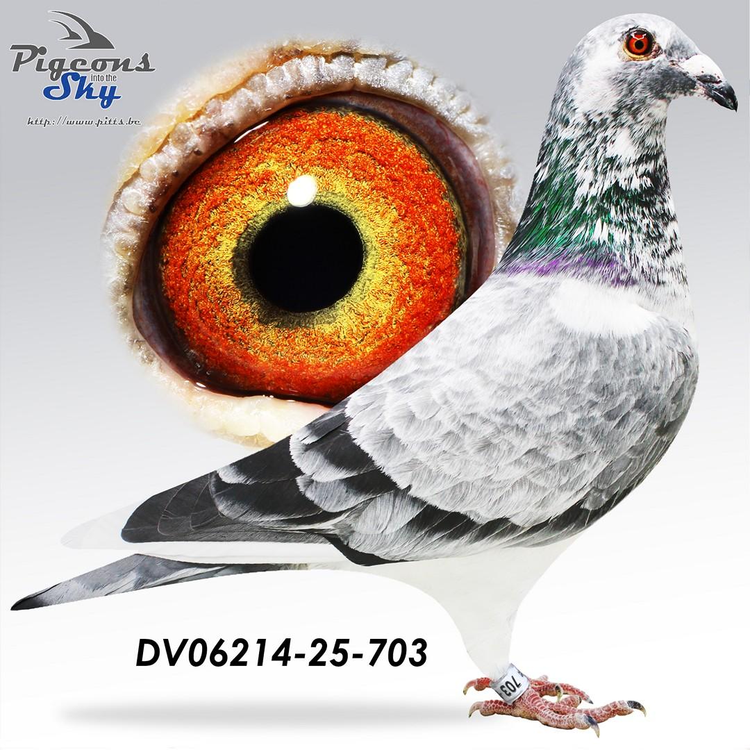 DV06214-25-703