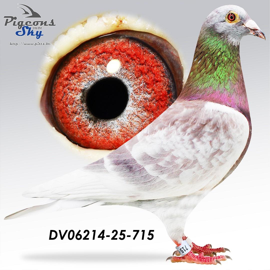 DV06214-25-715