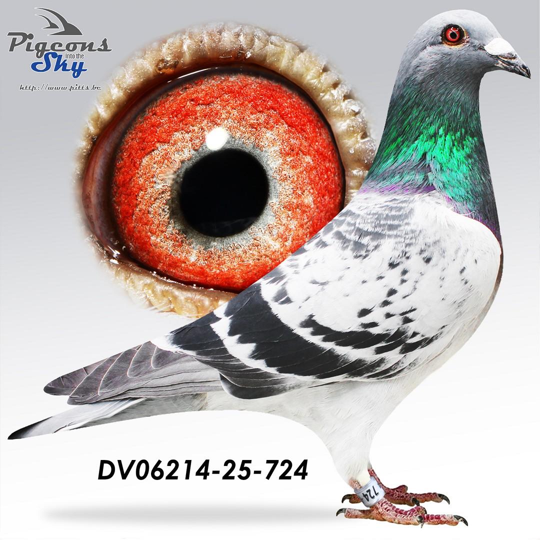 DV06214-25-724