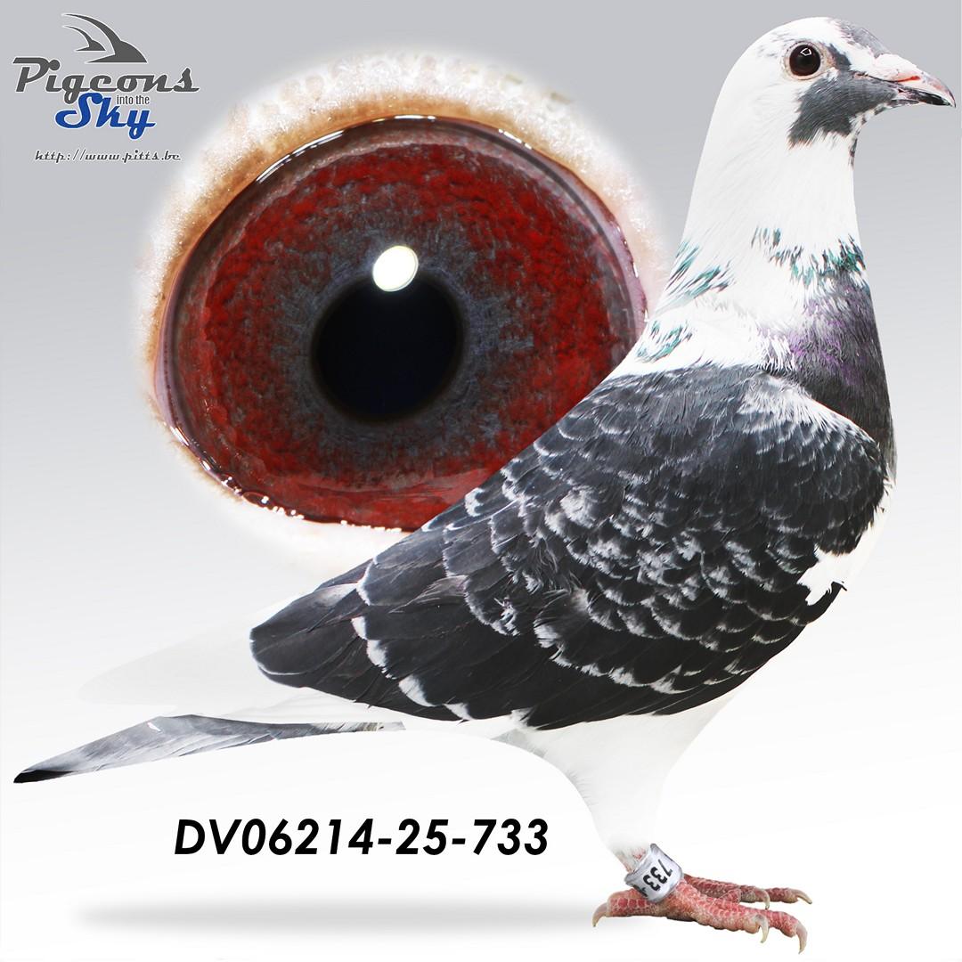 DV06214-25-733