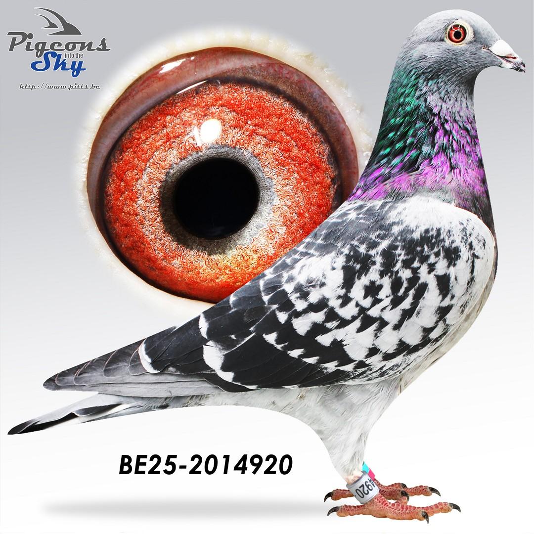 BE25-2014920