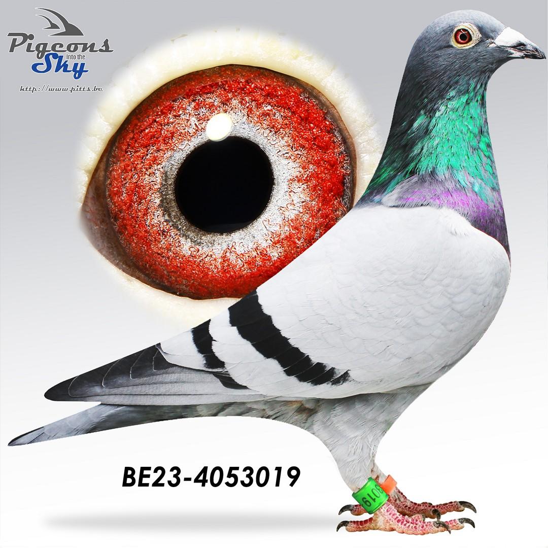 BE23-4053019