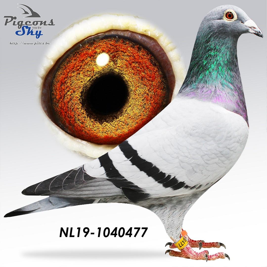 NL19-1040477