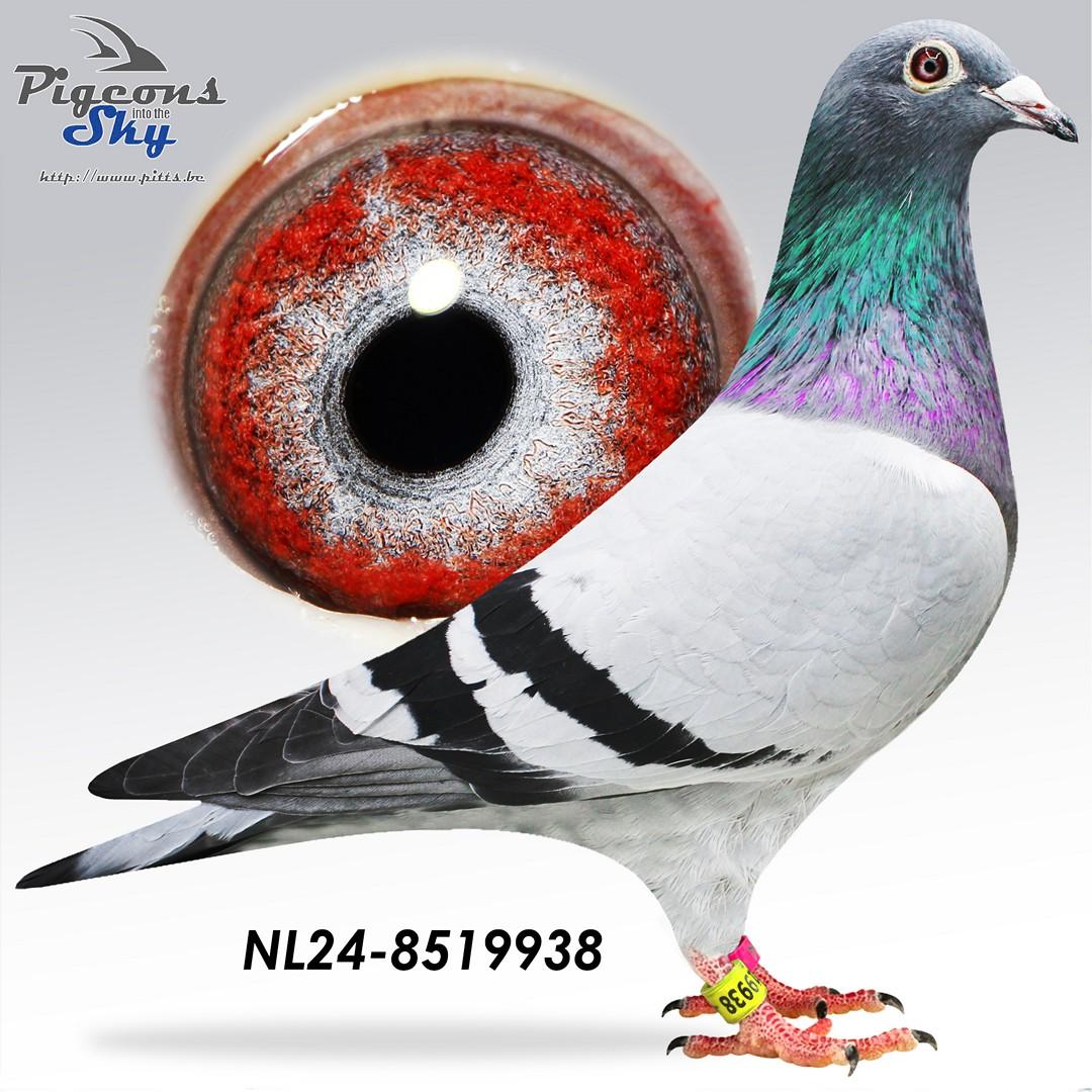NL24-8519938