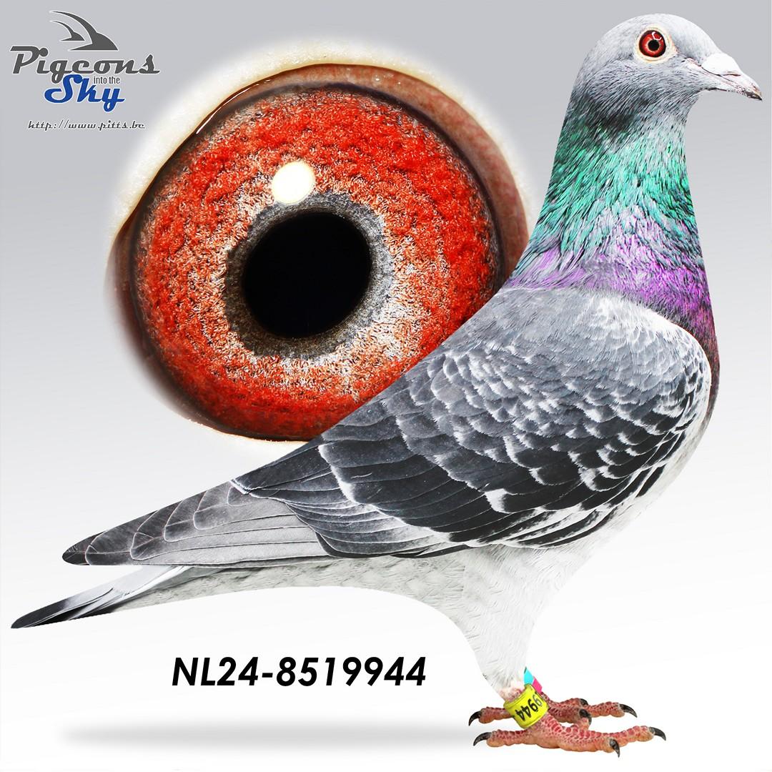 NL24-8519944