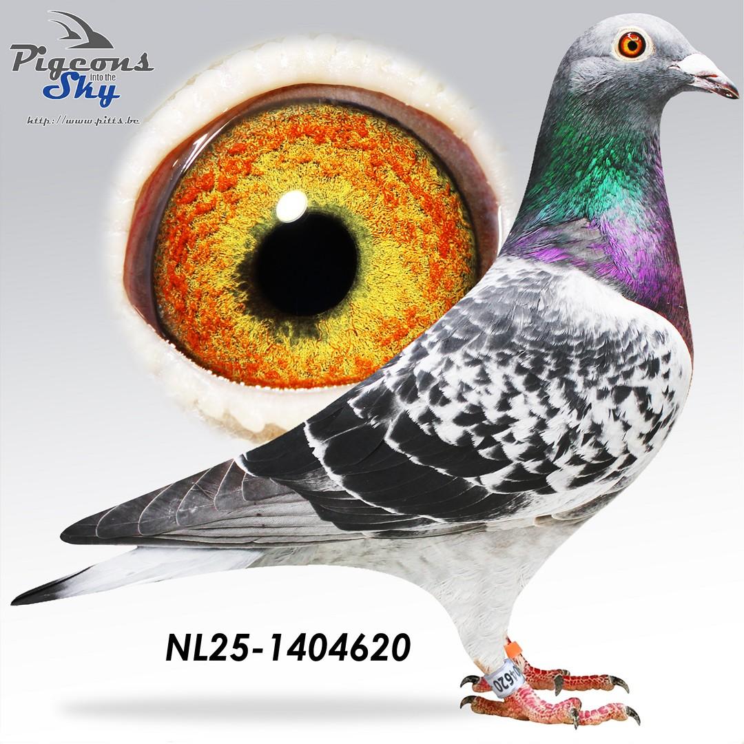 NL25-1404620