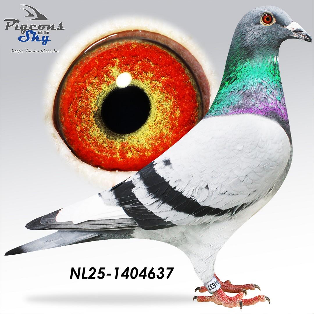 NL25-1404637