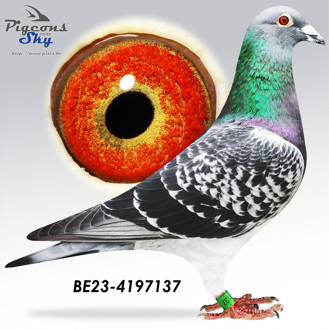 BE23-4197137